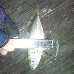 大阪南港アジング、一投目からHITして6連続！