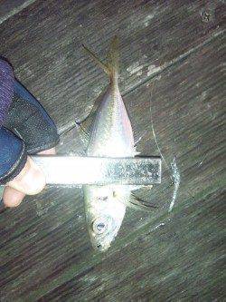 大阪南港アジング、一投目からHITして6連続！