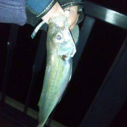 大阪南港アジング、手を変え品を変えなんとか17尾