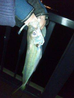 大阪南港アジング、手を変え品を変えなんとか17尾