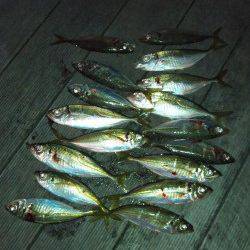 大阪南港アジング、手を変え品を変えなんとか17尾