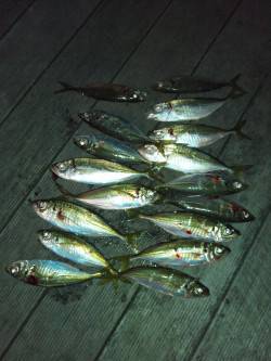 大阪南港アジング、手を変え品を変えなんとか…