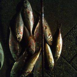 大阪南港アジング、一投目からHITして6連続！