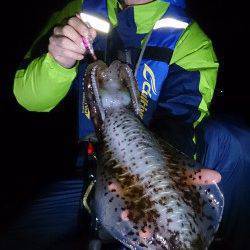 今年最後のエギングで1380gのアオリイカ！