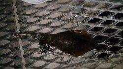 とっとパーク小島　泳がせ釣りでアオリイカ