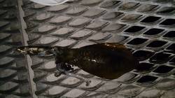 とっとパーク小島　泳がせ釣りでアオリイカ