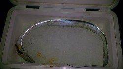 アジングでタチウオがヒット