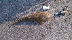 大引漁港、アジのませで68cmのマゴチ