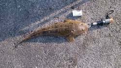 大引漁港、アジのませで68cmのマゴチ