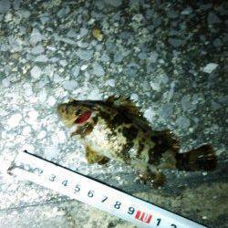 南芦屋浜　夕方からのガシリングでガシラ狙い