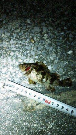 南芦屋浜　夕方からのガシリングでガシラ狙い