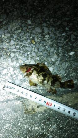 南芦屋浜　夕方からのガシリングでガシラ狙い…