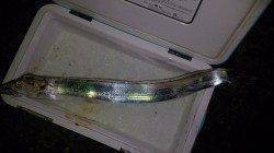 アジングでタチウオがヒット