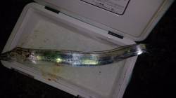 アジングでタチウオがヒット