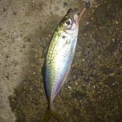 小島漁港　極寒の中でのアジング釣行　ロックフィッシュでガシラ・アイナメも