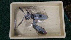 とっとパーク小島　泳がせ釣りでアオリイカ