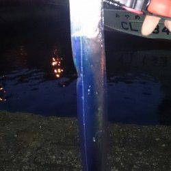 岸和田でタチウオワインド　30分で2本釣れました♪