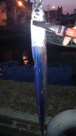 岸和田でタチウオワインド　30分で2本釣れました♪