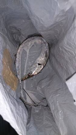 汐見埠頭　ウキ釣りでタチウオ85cm　エサ…