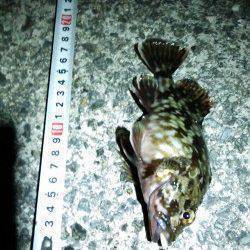 南芦屋浜　夕方からのガシリングでガシラ狙い