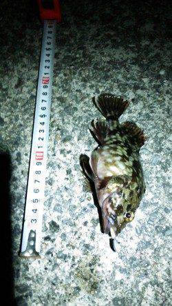 南芦屋浜　夕方からのガシリングでガシラ狙い