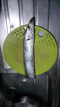 汐見埠頭　ウキ釣りでタチウオ85cm　エサはキビナゴ使用
