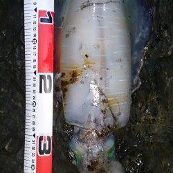 今年最後のエギングで1380gのアオリイカ！