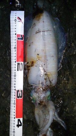 今年最後のエギングで1380gのアオリイカ！