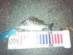 白灯台　シーバス狙いの釣行でチヌがヒット！