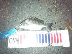 白灯台　シーバス狙いの釣行でチヌがヒット！…