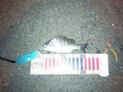 白灯台　シーバス狙いの釣行でチヌがヒット！