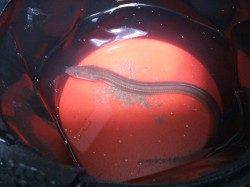 明石港、投げ釣りでアナゴとセイゴの釣果