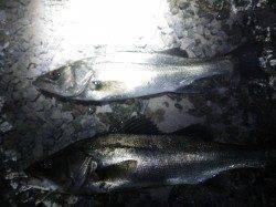 明石港で投げ釣り、大きい引きでセイゴがHIT