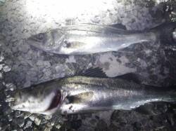 明石港で投げ釣り、大きい引きでセイゴがHI…