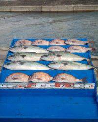 【明日は大漁放流です！】マリーナシティ海洋釣り堀でマダイ！