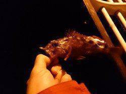 舞洲でアジング、22ｃｍ最大での釣果