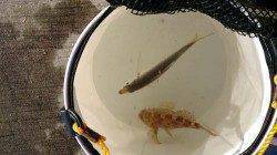 汐見埠頭　早朝からのアジング釣行も厳しい釣果