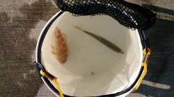 汐見埠頭　早朝からのアジング釣行も厳しい釣…