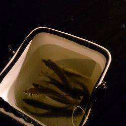 舞洲でアジング、22ｃｍ最大での釣果