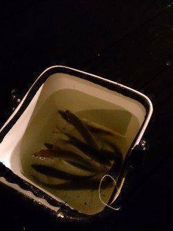 舞洲でアジング、22ｃｍ最大での釣果