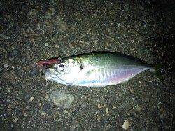 助松埠頭でアジング　高活性で毎投アタリ！