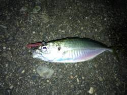 助松埠頭でアジング　高活性で毎投アタリ！