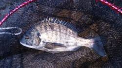 開始三投目でチヌ35㎝☆潮吹岩でのフカセ釣…