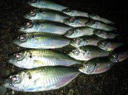 助松埠頭でアジング　高活性で毎投アタリ！