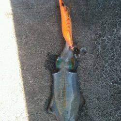 和歌山北港魚つり公園、朝マズメ狙いでエギング