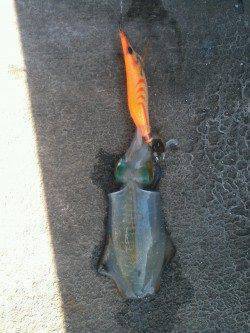 和歌山北港魚つり公園、朝マズメ狙いでエギング