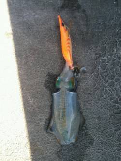 和歌山北港魚つり公園、朝マズメ狙いでエギン…