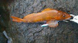 ショアジギングで黄金色のアイナメ☆