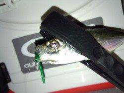 助松埠頭、アジングでアジ100匹！！