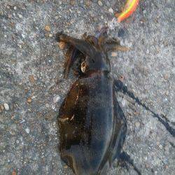 江井ヶ島でのエギング、アオリ＆コウイカＧＥＴ